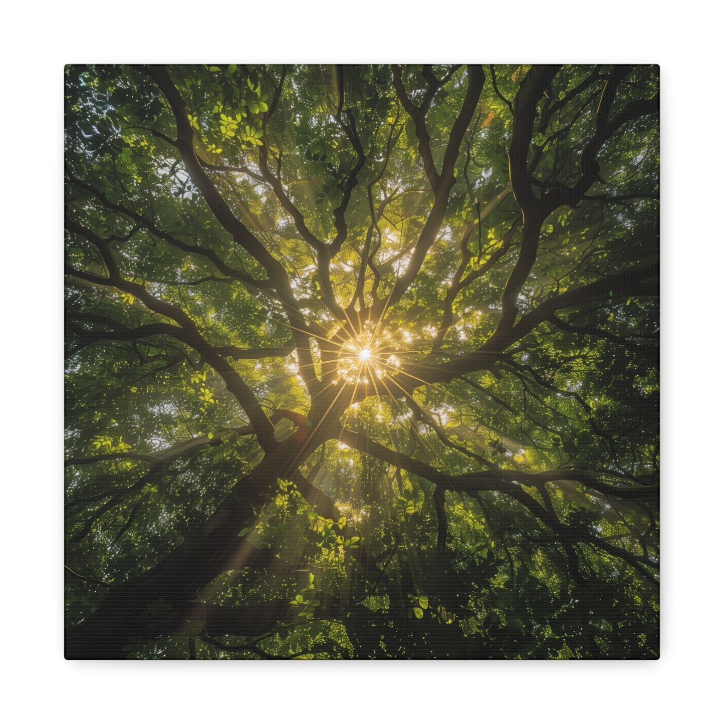 Sunlit Canopy - Gallery Canvas Wrap