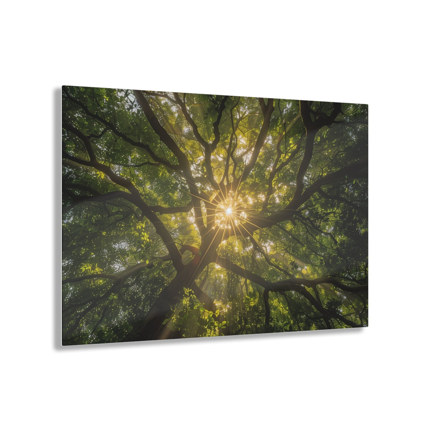 Sunlit Canopy Acrylic Print