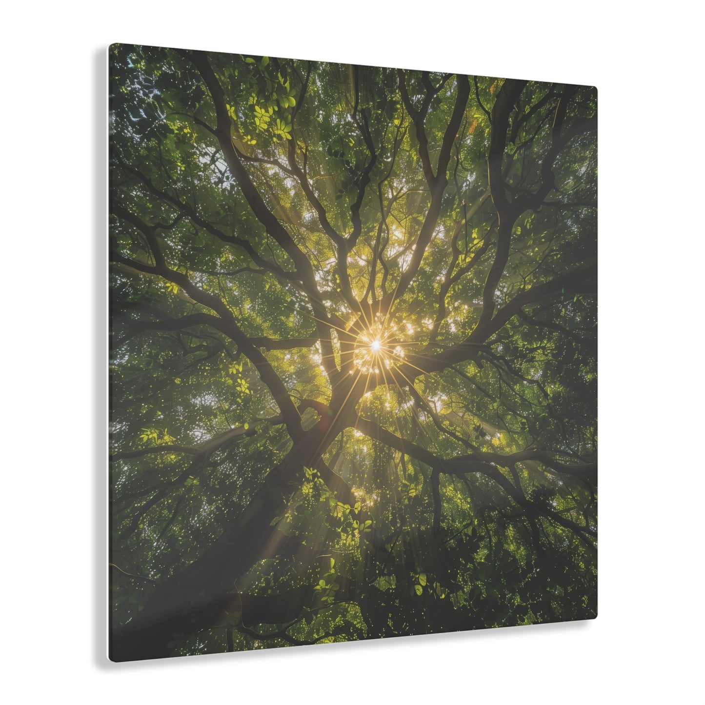 Sunlit Canopy Acrylic Print