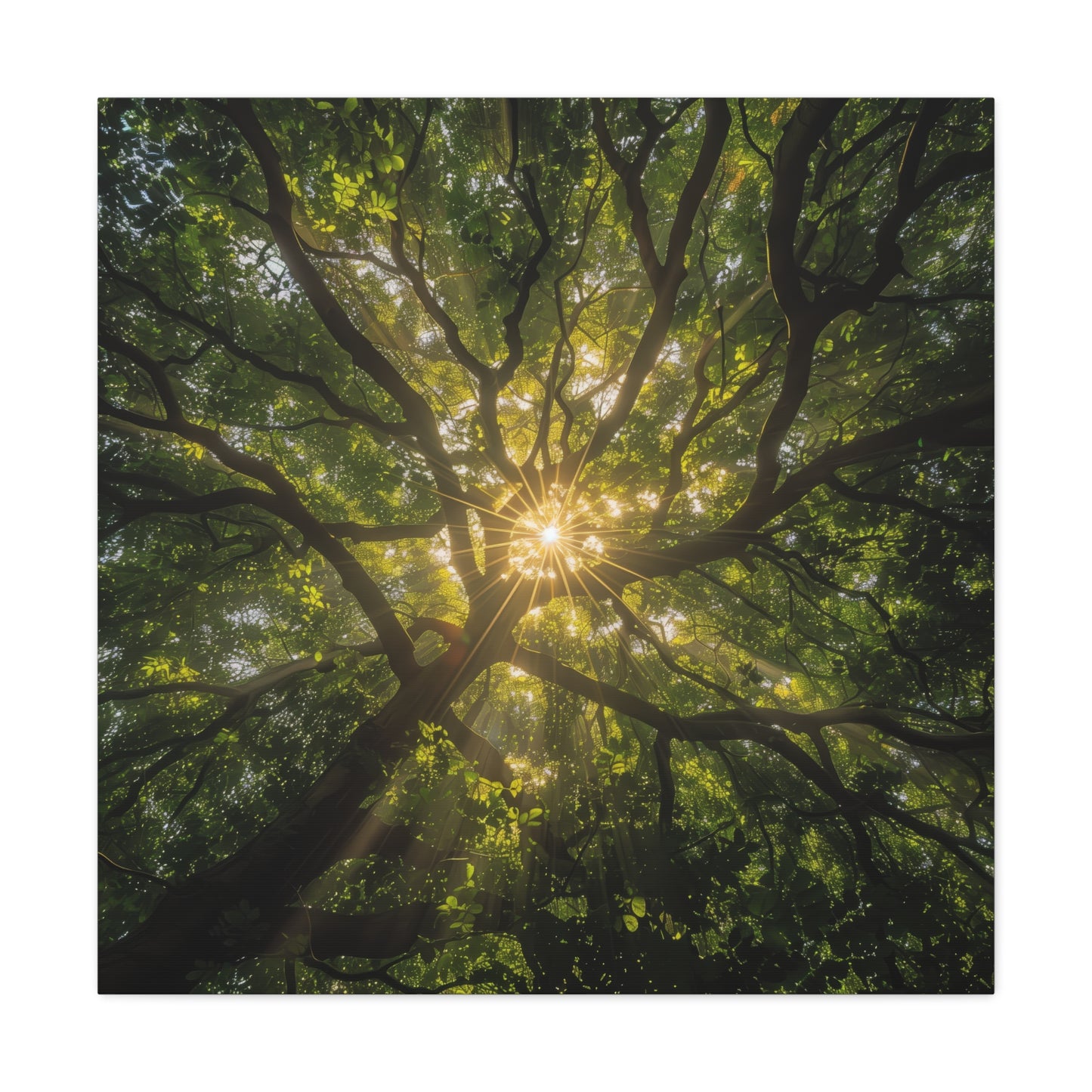 Sunlit Canopy - Gallery Canvas Wrap