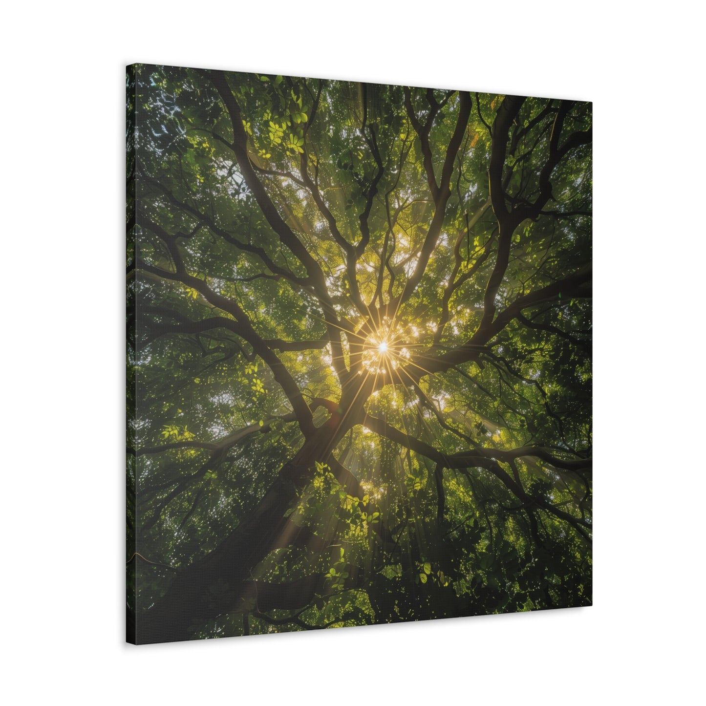 Sunlit Canopy - Gallery Canvas Wrap