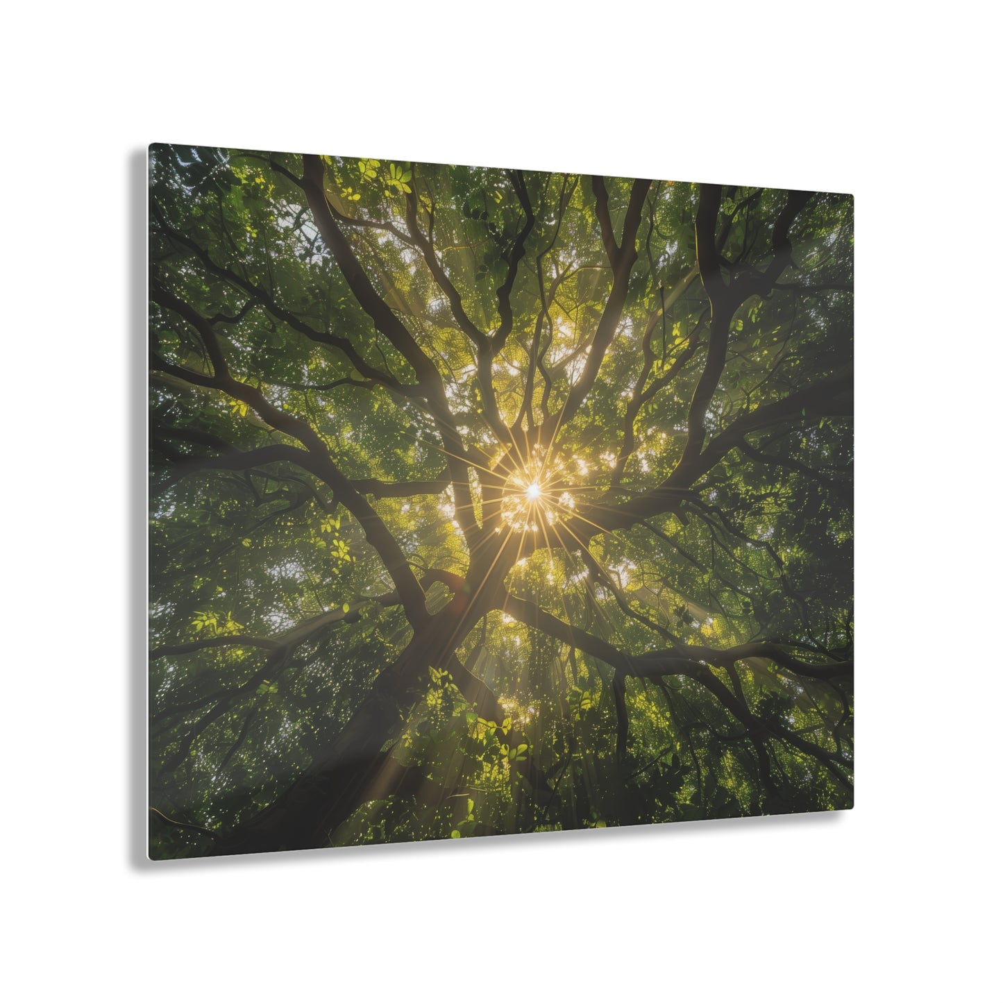 Sunlit Canopy Acrylic Print