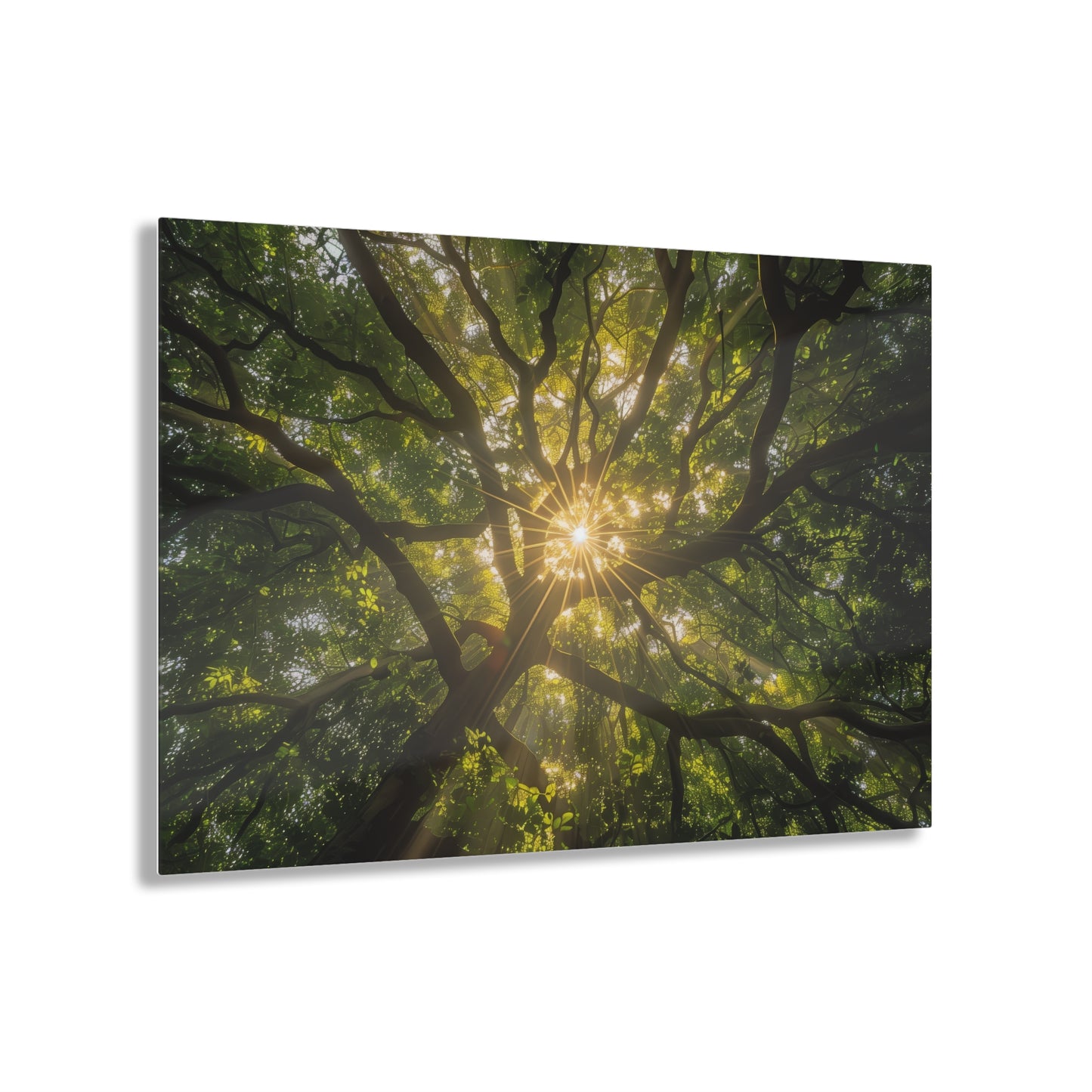 Sunlit Canopy Acrylic Print